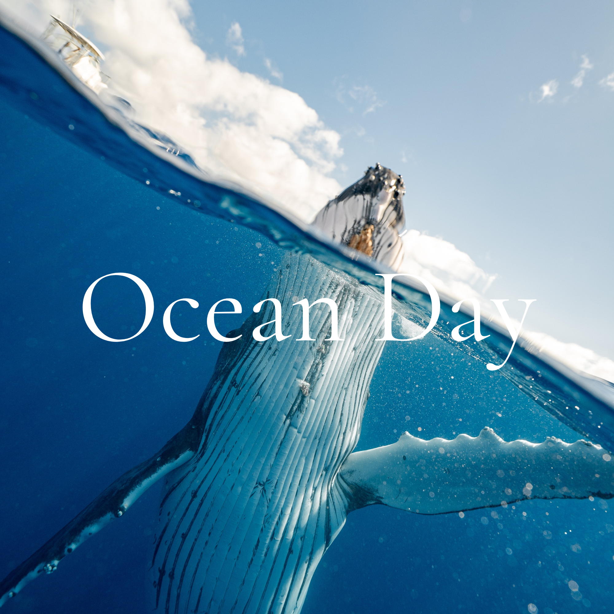 It's World Ocean's Day 2023!